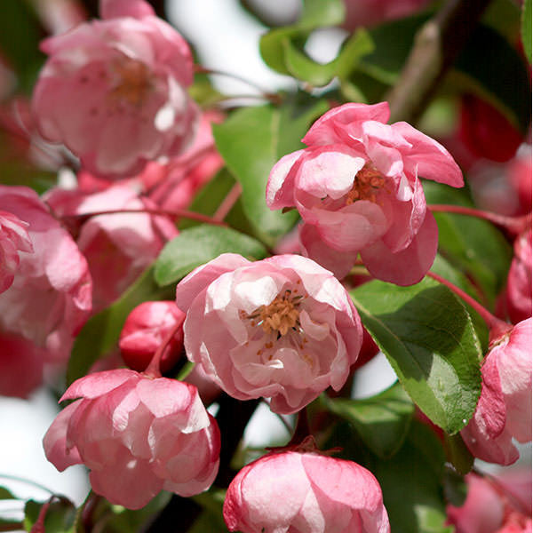 Malus 'Van Eseltine'