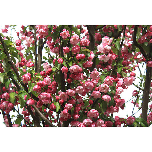 Malus 'Van Eseltine'