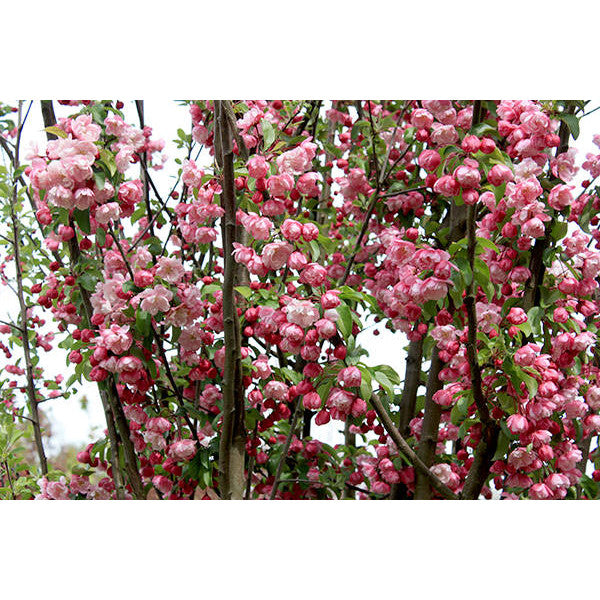 Malus 'Van Eseltine'