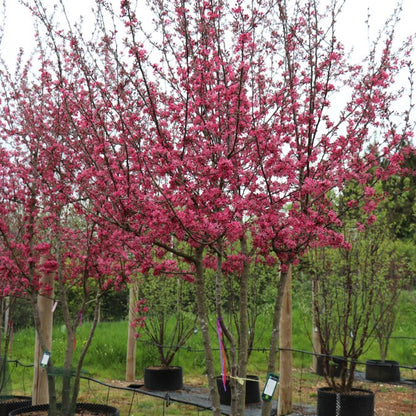 Malus 'Peter's Red'