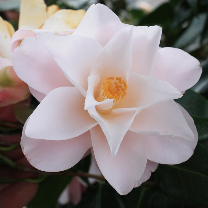 Camellia japonica 'Hagoromo'