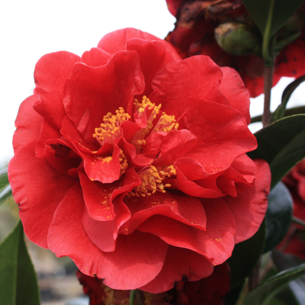 Camellia japonica 'Bob Hope'