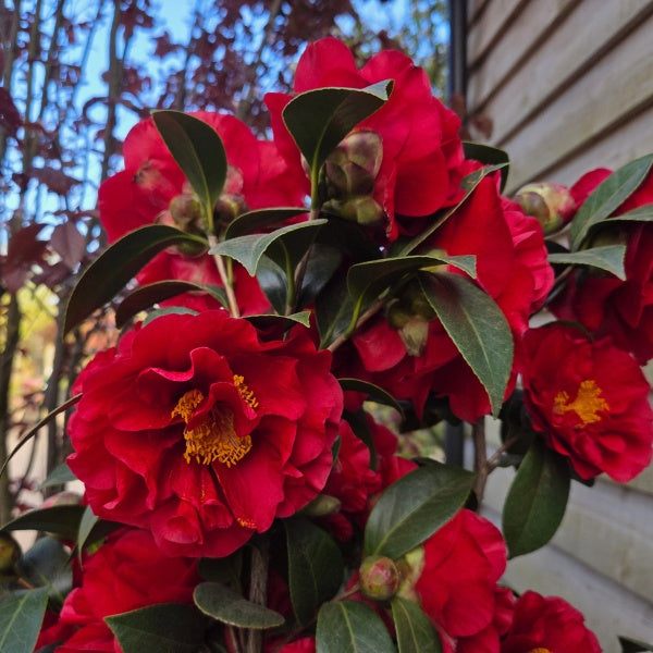 Camellia japonica 'Bob Hope'