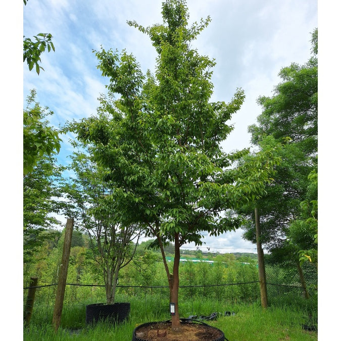 Stewartia sinensis