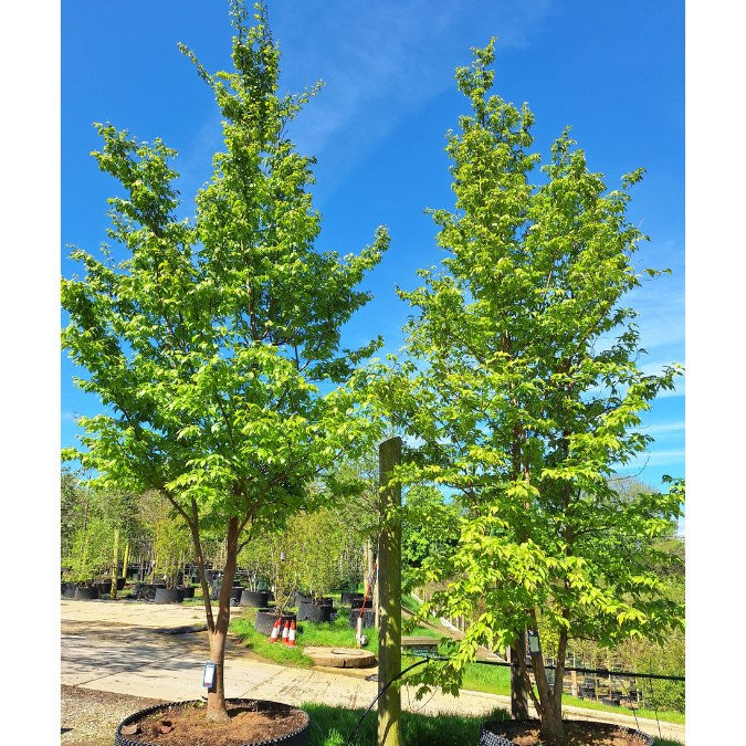 Stewartia sinensis