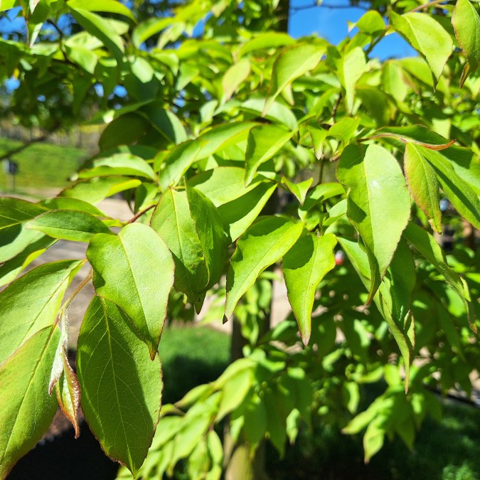 Stewartia sinensis