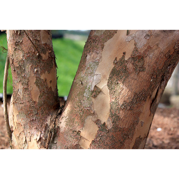 Stewartia sinensis