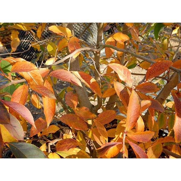 Stewartia sinensis