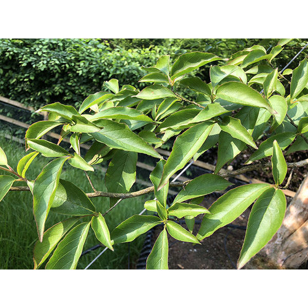 Stewartia sinensis