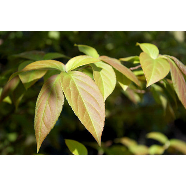 Stewartia sinensis