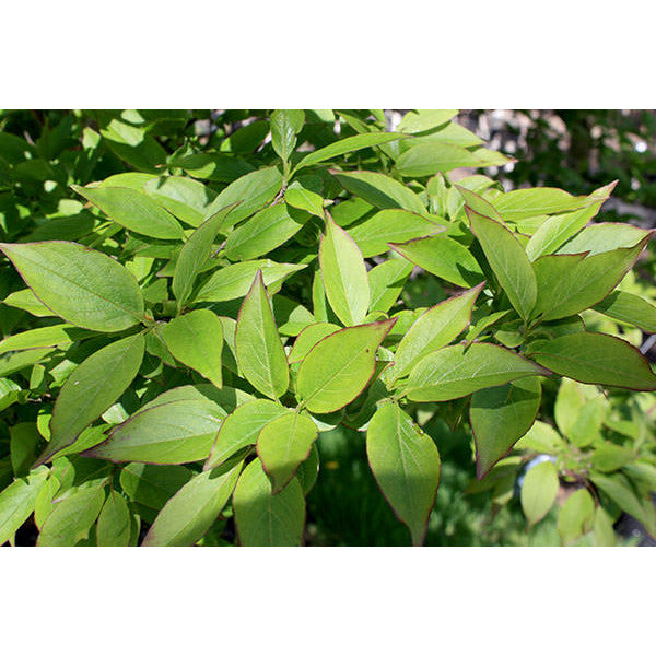 Stewartia sinensis