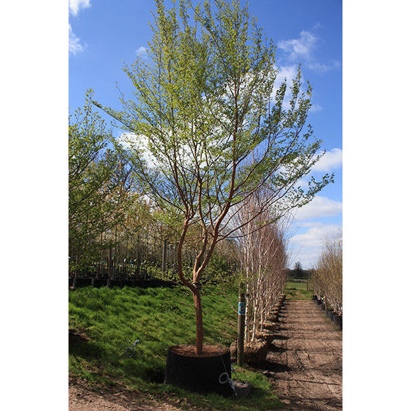 Stewartia sinensis