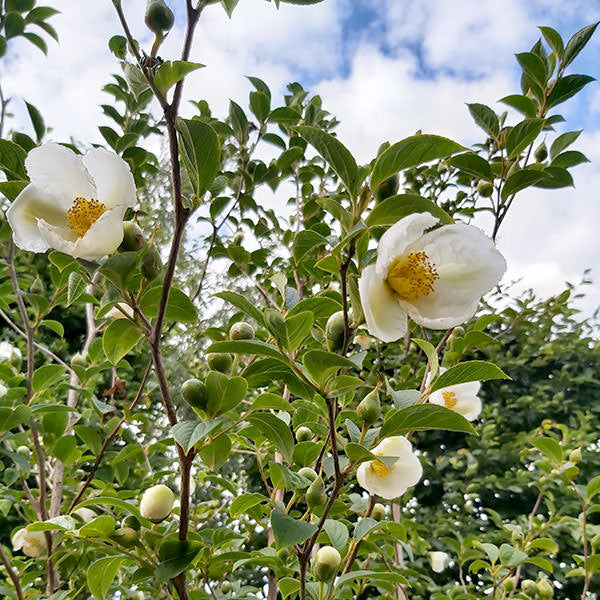 Stewartia sinensis