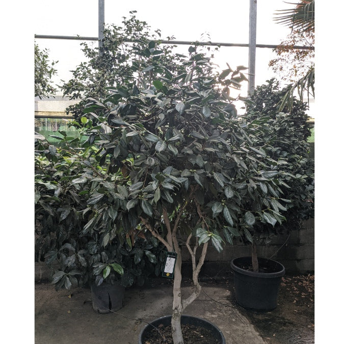 Camellia japonica 'Mrs Charles Cobb'