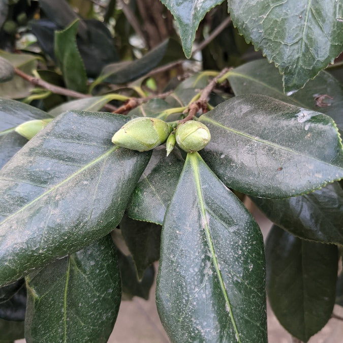 Camellia japonica 'Mrs Charles Cobb'