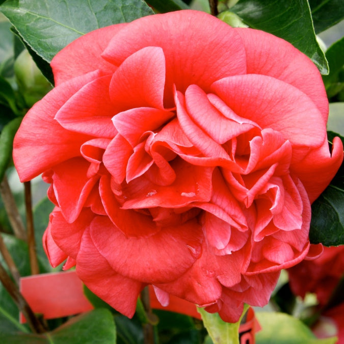 Camellia japonica 'Mrs Charles Cobb'