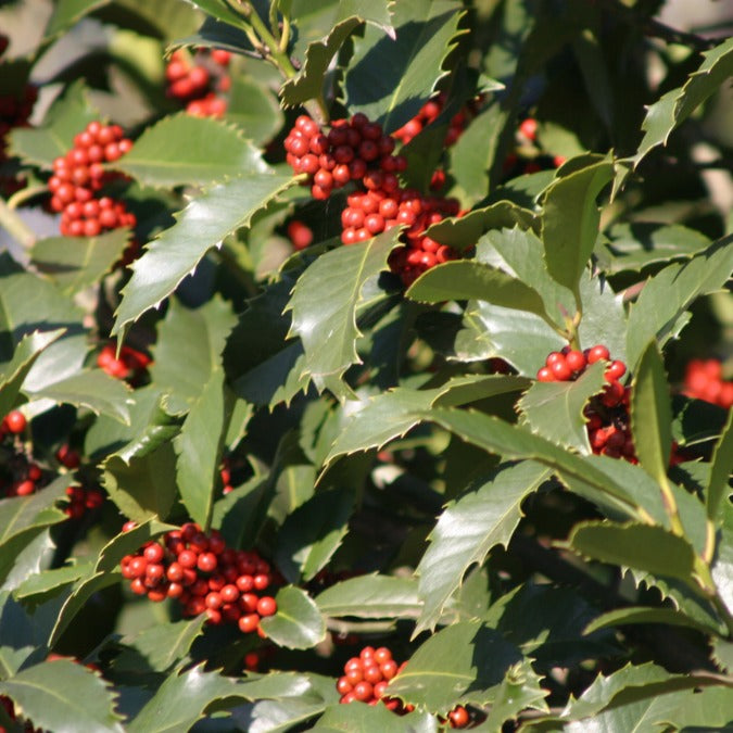 Ilex koehneana 'Chestnut Leaf' (Pleached)