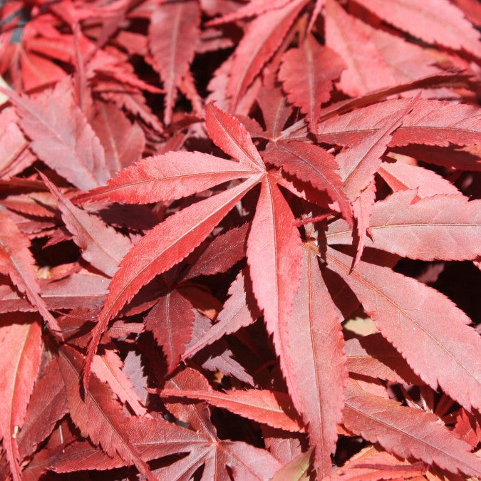 Acer palmatum 'Skeeter's Broom'