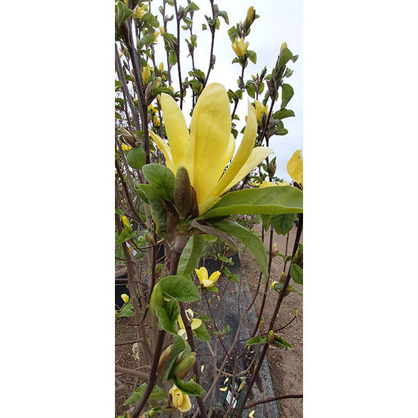Magnolia 'Yellow Bird'