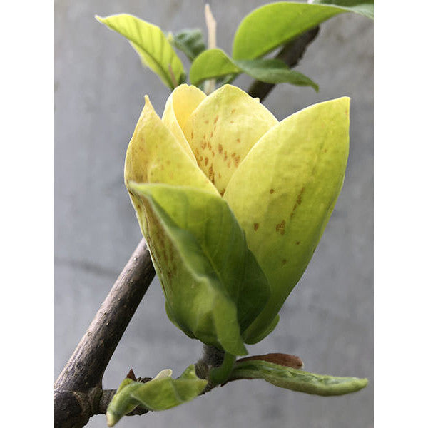 Magnolia 'Yellow Bird'