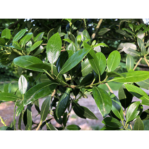 Osmanthus heterophyllus (Topiary)
