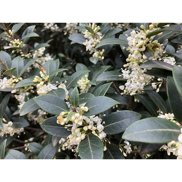 Osmanthus heterophyllus (Topiary)