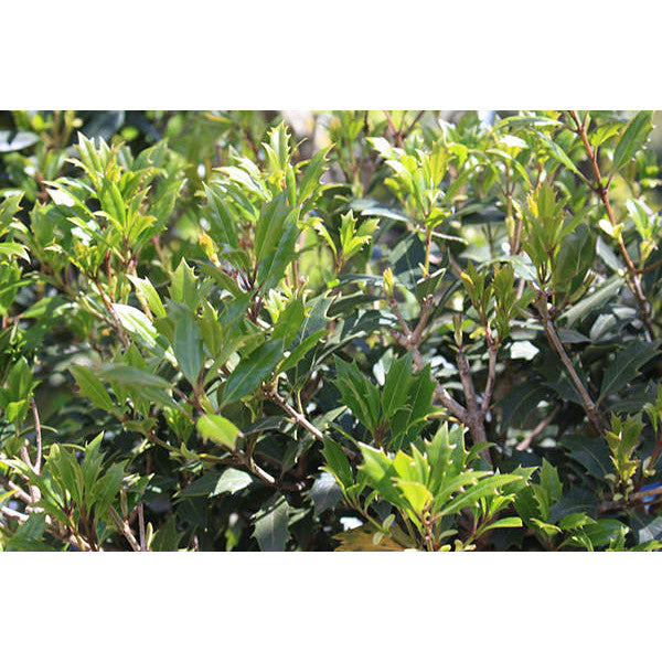 Osmanthus heterophyllus (Topiary)