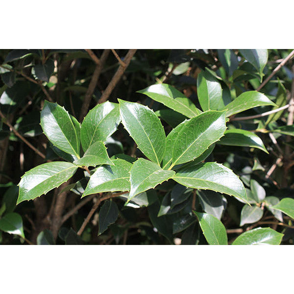 Osmanthus heterophyllus (Topiary)