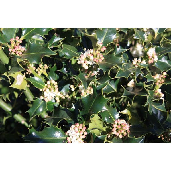 Ilex aquifolium (Hedging)