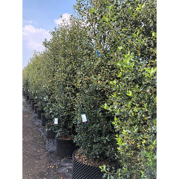Ilex aquifolium (Hedging)