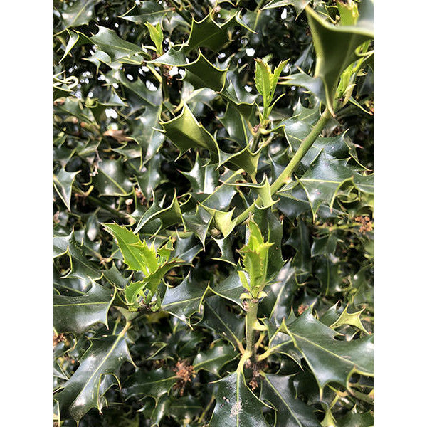 Ilex aquifolium (Hedging)