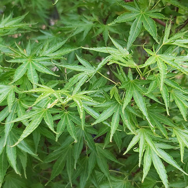 Acer palmatum 'Shishigashira'