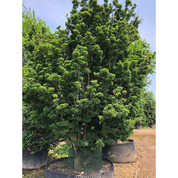 Acer palmatum 'Shishigashira'