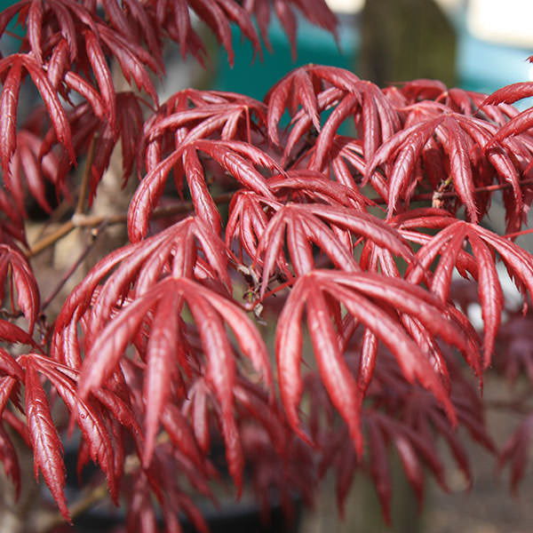 Acer palmatum 'Trompenburg' (M)