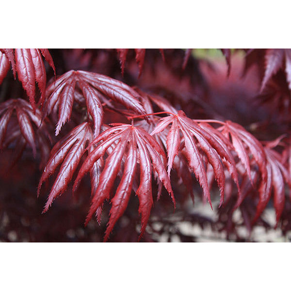 Acer palmatum 'Trompenburg' (M)
