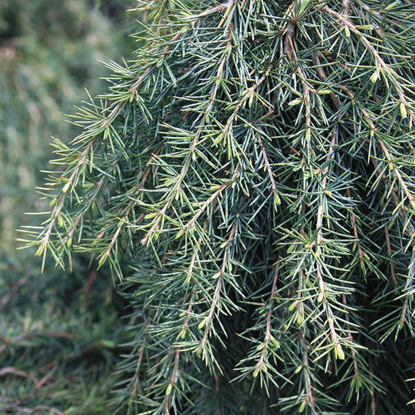 Cedrus deodara 'Feelin' Blue'