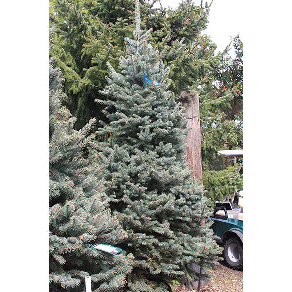 Picea pungens 'Fat Albert'