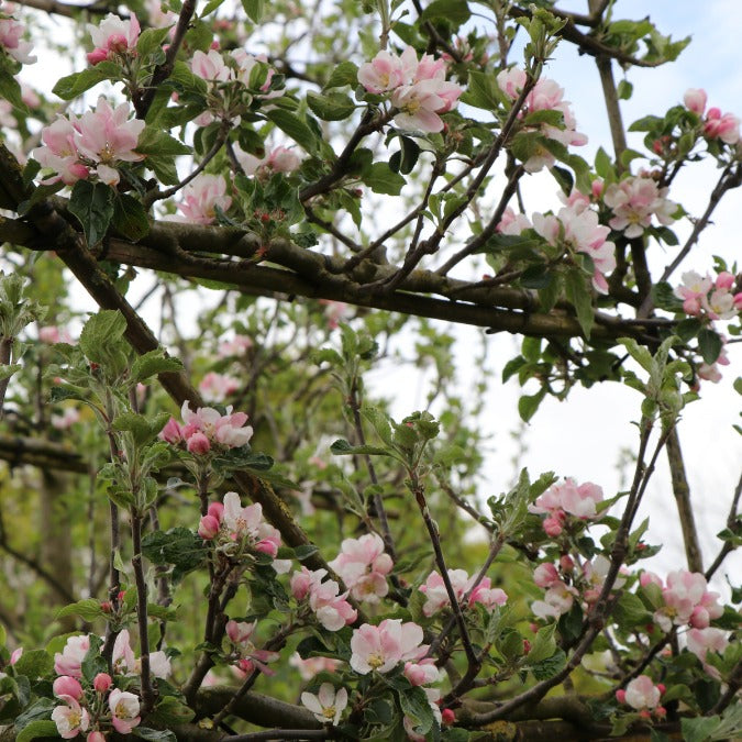 Malus d. 'Cox's Orange Pippin' (Pleached)