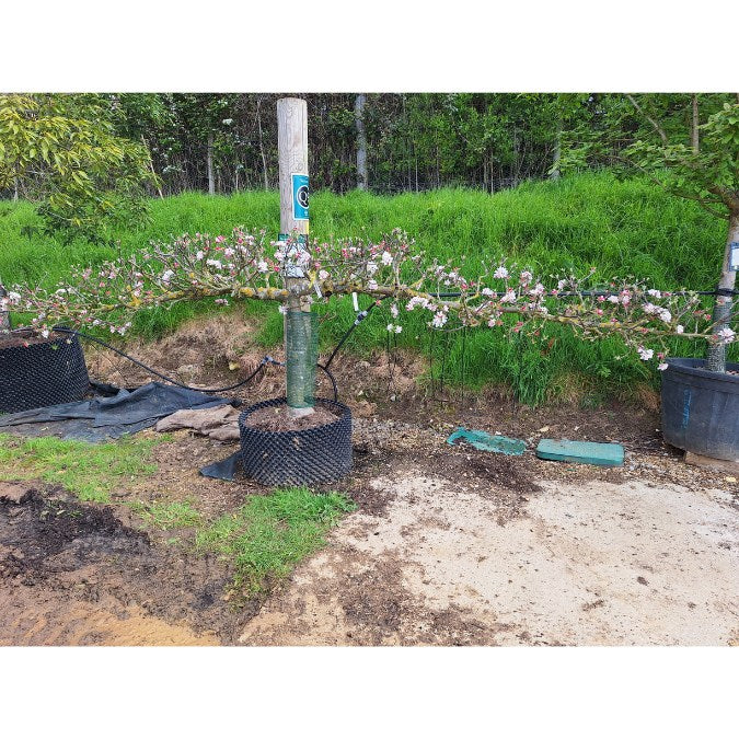 Malus d. 'Cox's Orange Pippin' (Pleached)