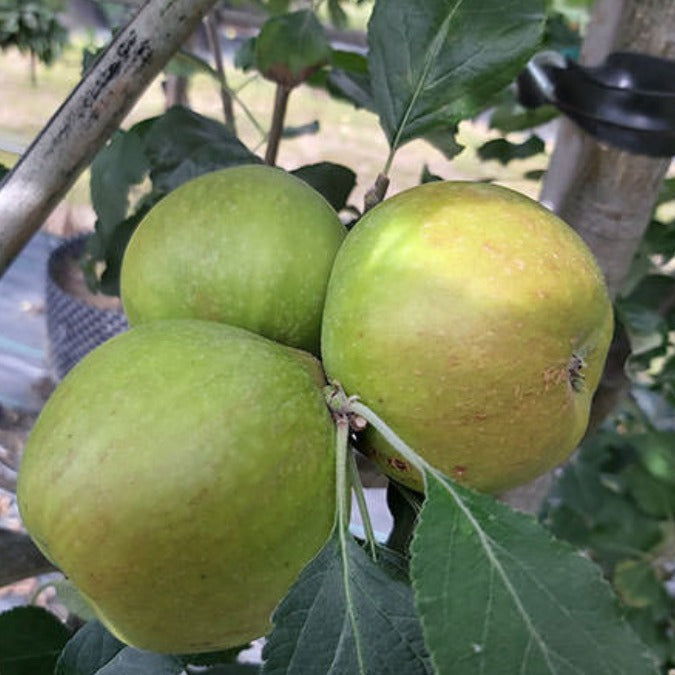 Malus d. 'Cox's Orange Pippin' (Pleached)