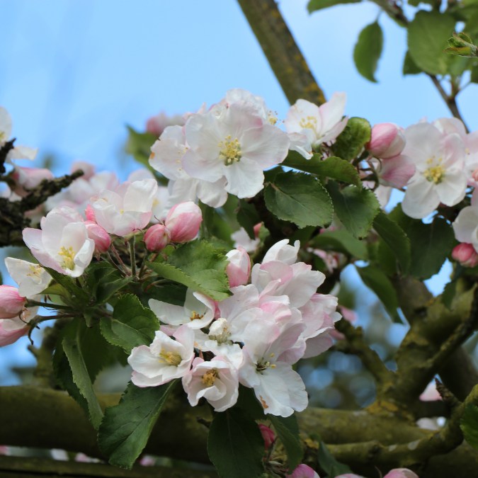 Malus d. 'Red Boskoop' (Pleached)