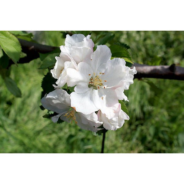 Malus d. 'Red Boskoop' (Pleached)