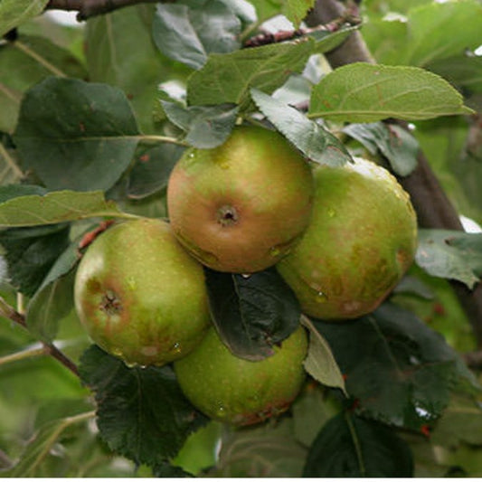 Malus d. 'Red Boskoop' (Pleached)