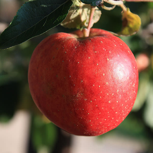 Malus domestica 'Starking' (Pleached)