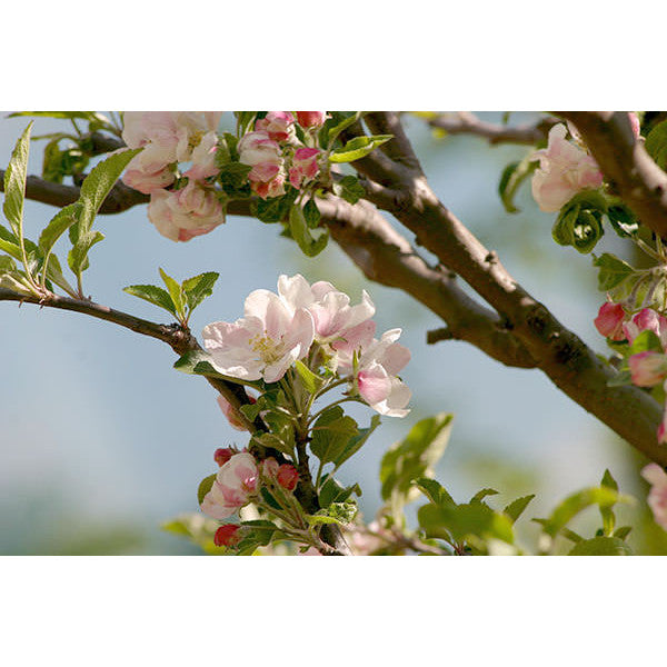 Malus domestica 'Starking' (Pleached)