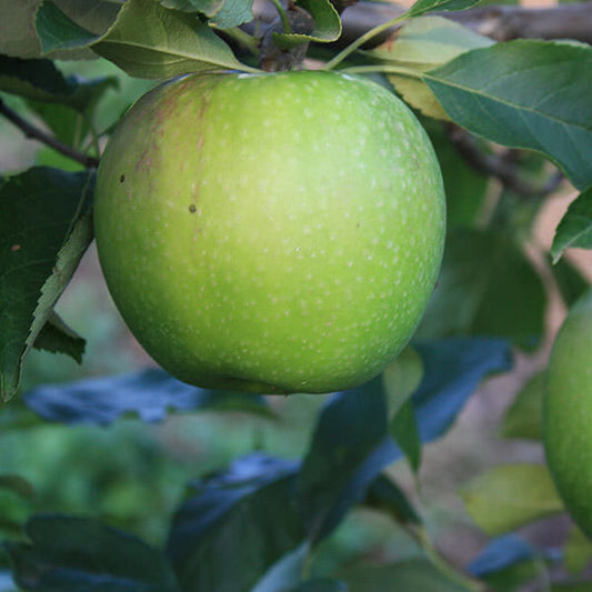 Malus d. 'Granny Smith' (Pleached)