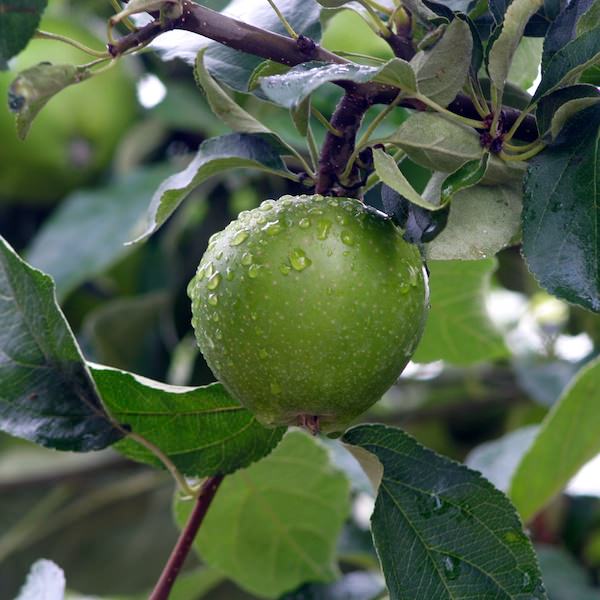 Malus d. 'Granny Smith' (Pleached)