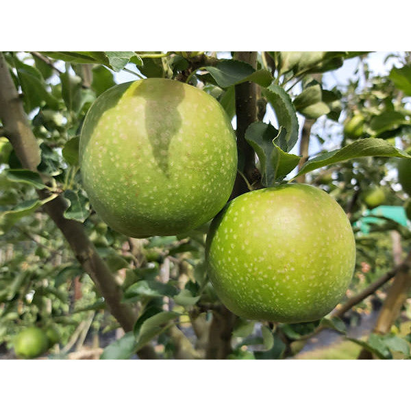 Malus d. 'Granny Smith' (Pleached)