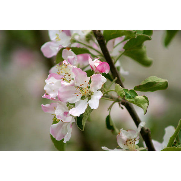 Malus d. 'Granny Smith' (Pleached)