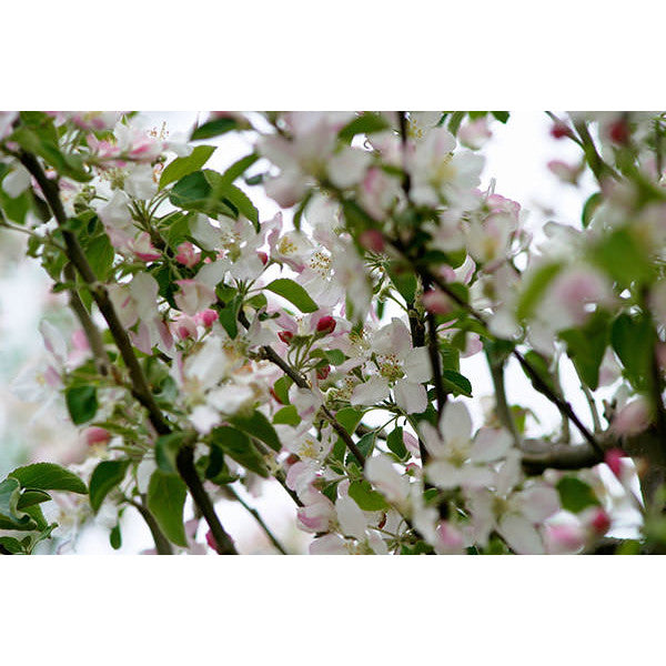 Malus d. 'Granny Smith' (Pleached)